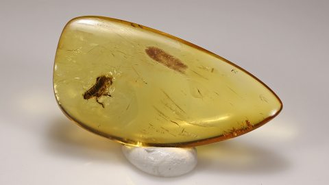 Zikadenlarve als Einschluss