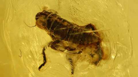 Bernstein mit Zikadenlarve als Inkluse