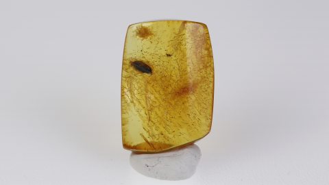 Blatt als Einschluss im Bernstein