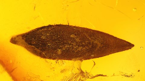 Ein kleines Blatt als Einschluss im Baltischen Bernstein