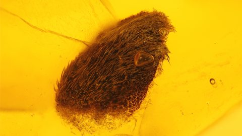 Blatt (Hülse) als Einschluss im Baltischen Bernstein