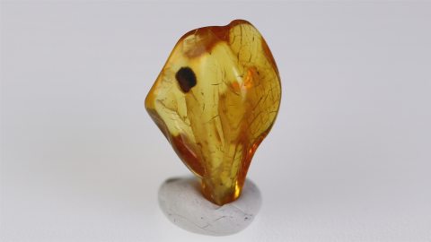 Behaartes Blatt im Bernstein