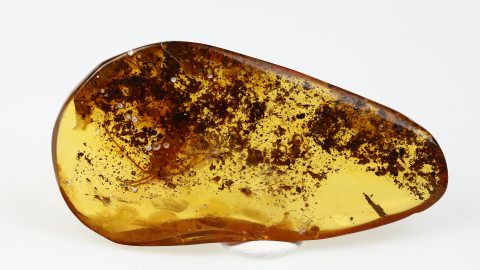 Felsenspringer als Inkluse