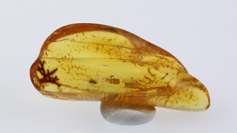 Flechten als Inklusen