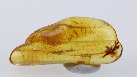 pflanzliche Einschlüsse im Baltischen Bernstein