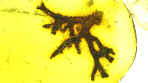 Flechten im Baltischen Bernstein