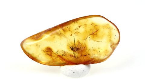 Große Langbeinfliege als Inkluse