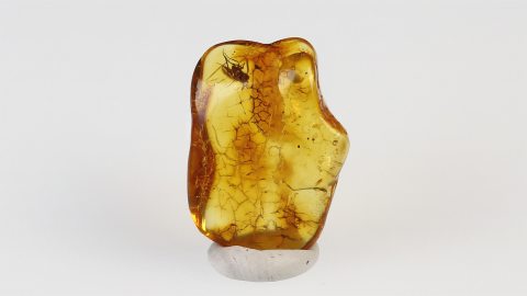 Langbeinfliege im Baltischen Bernstein