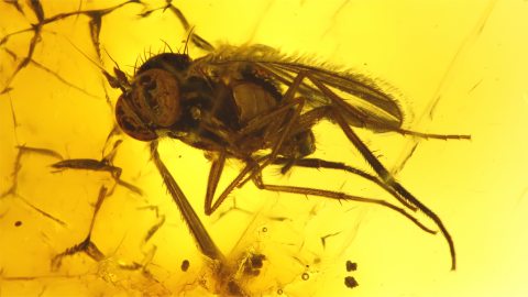 Langbeinfliege als Inkluse