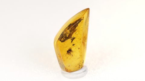 Raubfliege im Baltischen Bernstein