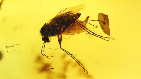 Fliege als Einschluss im Baltischen Bernstein