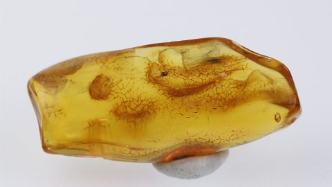 Fliege als fossiler Einschluss im Baltischen Bernstein