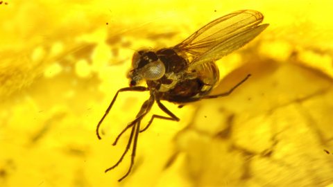 Fliege im Bernstein