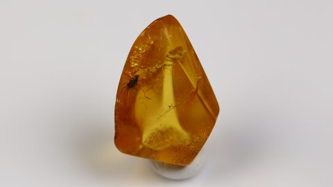 Fliege im Baltischen Bernstein