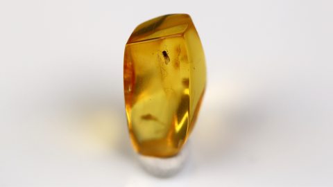 Langbeinfliege im Bernstein