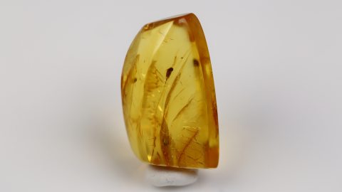 Langbeinfliege im Bernstein