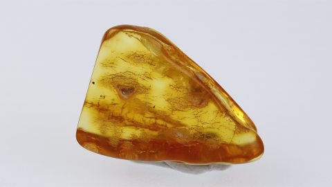 Langbeinfliege als Inkluse