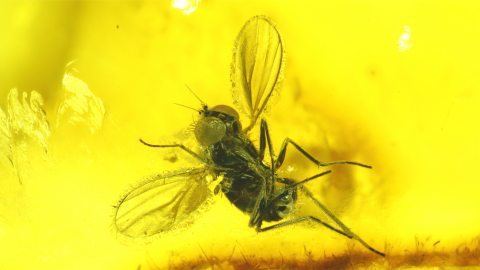 Dolichopodidae als Einschluss im Baltischen Bernstein