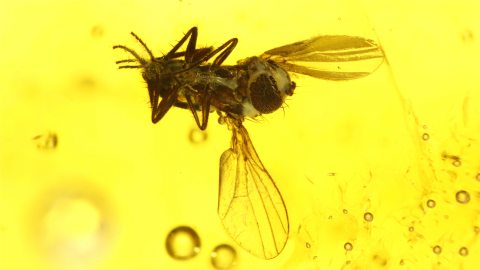 Dolichopodidae als Einschluss im Baltischen Bernstein