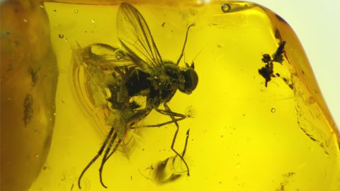Fliege und weitere Einschlüsse im Bernstein