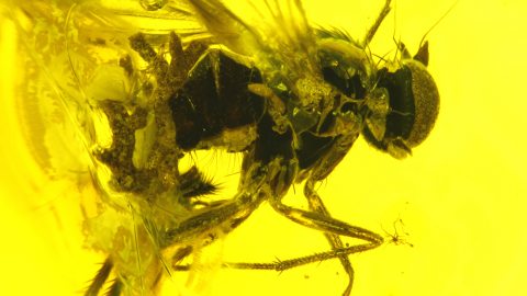 Fliege mit Flechten im Baltischen Bernstein