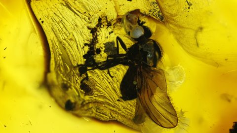 Fliege sowie weitere Einschlüsse im Baltischen Bernstein