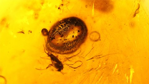 Weitere Einschlüsse im Bernstein