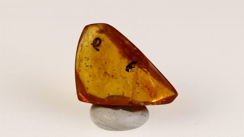 Fliege sowie weitere Einschlüsse im Bernstein