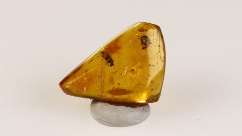 Langbeinfliege im Bernstein