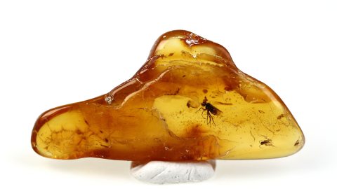 Fliege im Bernstein