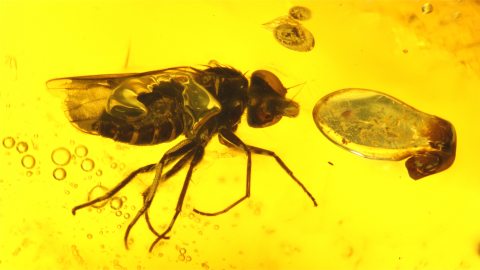 Fliege und weitere Einschlüsse im Baltischen Bernstein