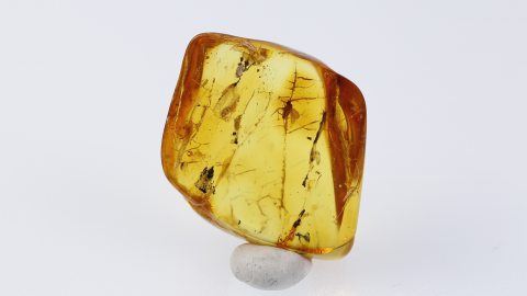 Einschlüsse im Baltischen Bernstein