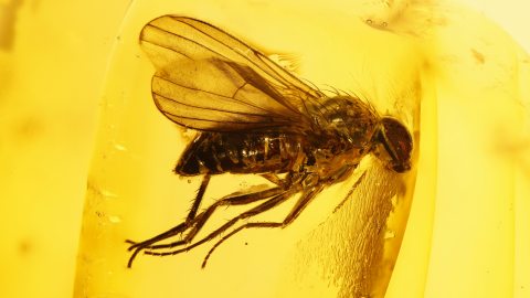 Fliegen als Einschlüsse im Baltischen Bernstein