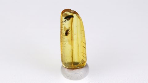 Zwei Langbeinfliegen als Inklusen