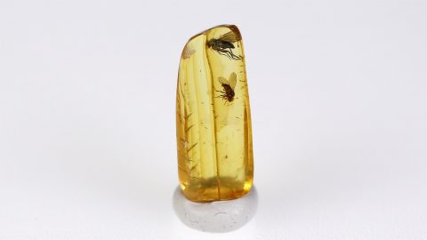 Langbeinfliegen im Baltischen Bernstein