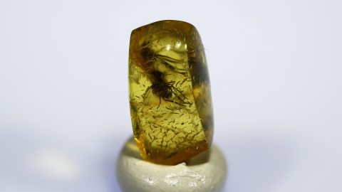  Langbeinfliegen als Einschlüsse im Bernstein