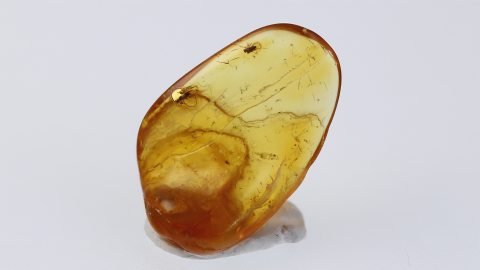 Geflügelte Ameise im Baltischen Bernstein