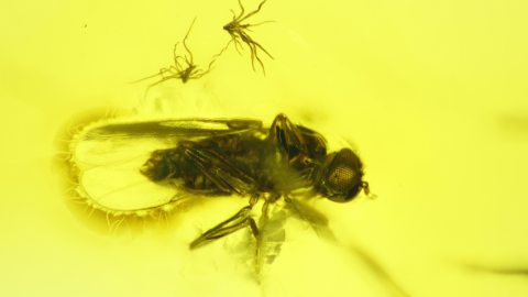 Fliege mit Saugrüssel als Einschlüsse im Baltischen Bernstein