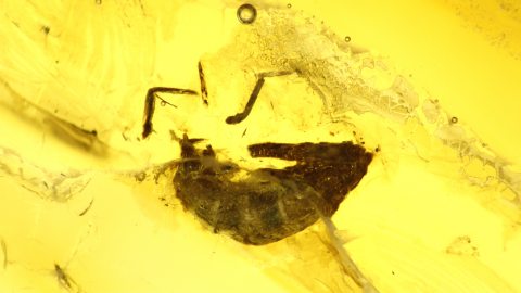 Einschluss im Bernstein