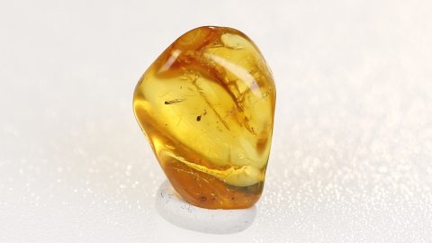 pflanzliche Einschlüsse im Bernstein