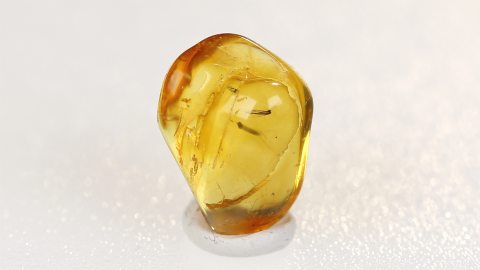 Grannen im Bernstein