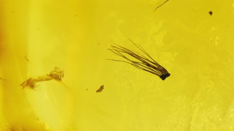 Grannen einer Frucht im Baltischen Bernstein