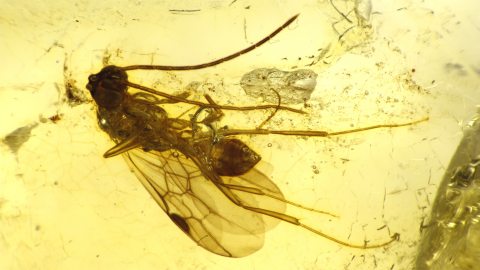 Wespe als Einschluss im Bernstein