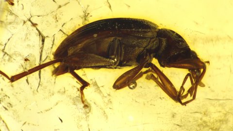 Käfer als Einschluss im Bernstein