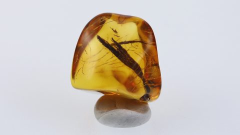 Holzsplitter als pflanzliche Einschlüsse im Bernstein