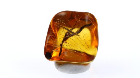 Holzfasern als Einschlüsse im Bernstein