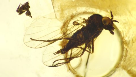 Baltischer Bernstein mit Ibisfliege