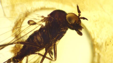 Ibisfliege mit Rüssel im Baltischen Bernstein