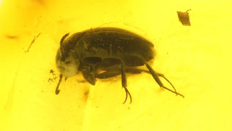 Käfer als Einschluss im Baltischen Bernstein