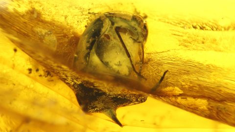 Käfer als Einschluss im Baltischen Bernstein